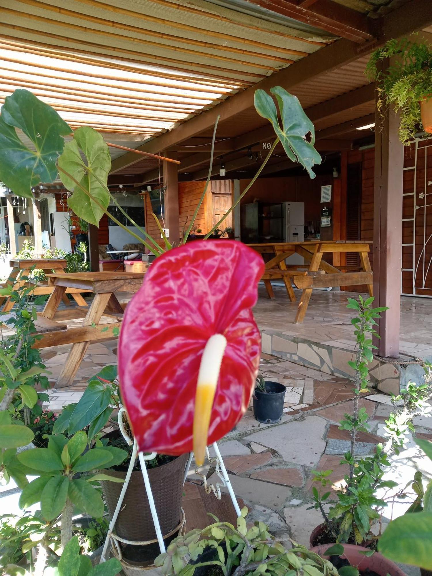 Hostal Vista Boquete Bajo Boquete Ngoại thất bức ảnh